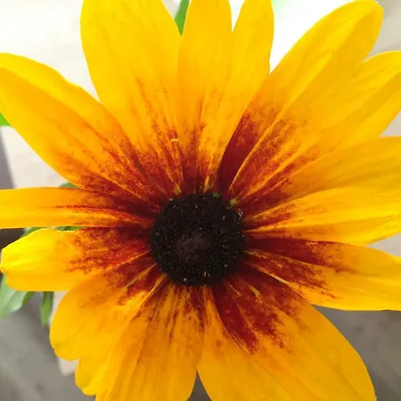 Im Herzen Der Insel Apartment Bergen Auf Rugen